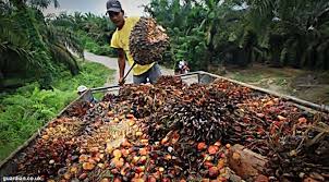 Di Balik Maraknya Kampanye Negatif Kelapa Sawit di Indonesia 